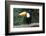 Toco Toucan (Ramphastos toco), Pantanal, Mato Grosso, Brazil, South America-G&M Therin-Weise-Framed Photographic Print