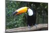 Toco Toucan (Ramphastos toco), Pantanal, Mato Grosso, Brazil, South America-G&M Therin-Weise-Mounted Photographic Print