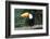 Toco Toucan (Ramphastos toco), Pantanal, Mato Grosso, Brazil, South America-G&M Therin-Weise-Framed Photographic Print