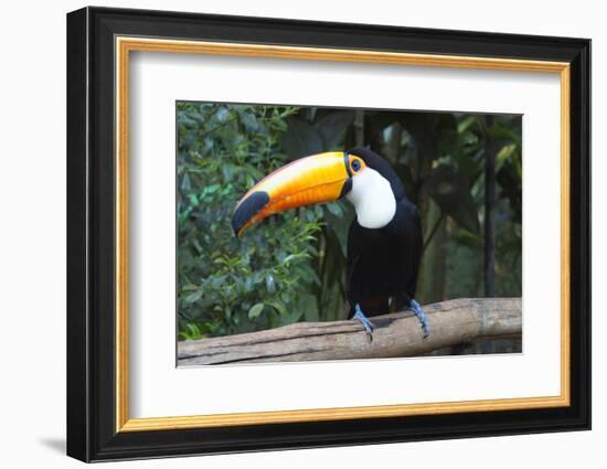 Toco Toucan (Ramphastos toco), Pantanal, Mato Grosso, Brazil, South America-G&M Therin-Weise-Framed Photographic Print