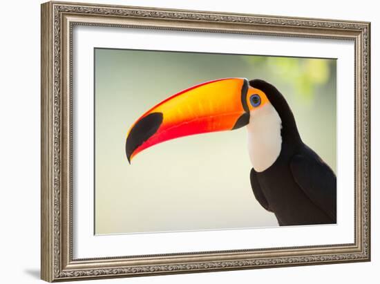 Toco Toucan (Ramphastos Toco), Pantanal Wetlands, Brazil-null-Framed Photographic Print