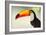 Toco Toucan (Ramphastos Toco), Pantanal Wetlands, Brazil-null-Framed Photographic Print