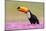 Toco toucan (Ramphastos toco), Pantanal Wetlands, Brazil-null-Mounted Photographic Print