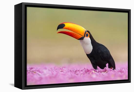 Toco toucan (Ramphastos toco), Pantanal Wetlands, Brazil-null-Framed Premier Image Canvas