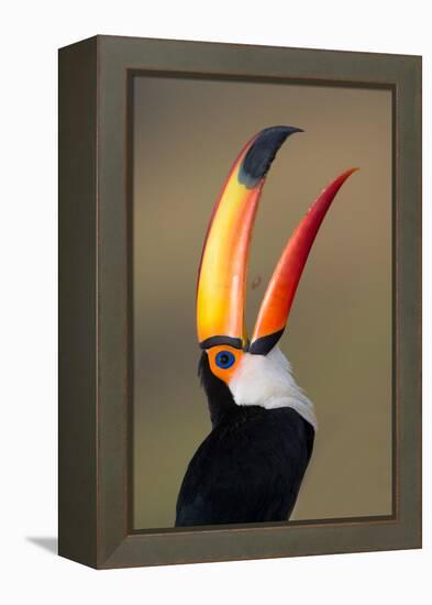 Toco toucan (Ramphastos toco), Pantanal Wetlands, Brazil-null-Framed Premier Image Canvas