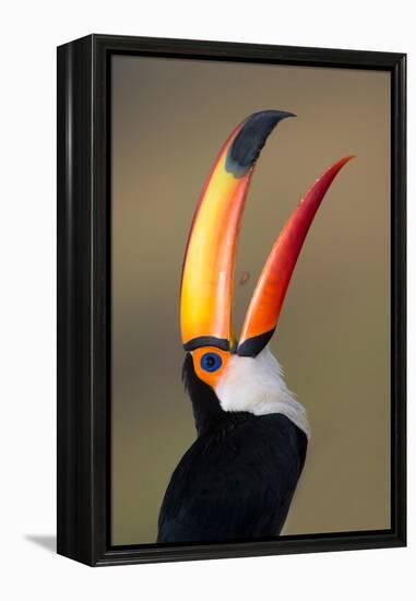 Toco toucan (Ramphastos toco), Pantanal Wetlands, Brazil-null-Framed Premier Image Canvas