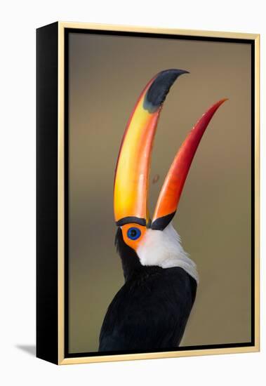 Toco toucan (Ramphastos toco), Pantanal Wetlands, Brazil-null-Framed Premier Image Canvas