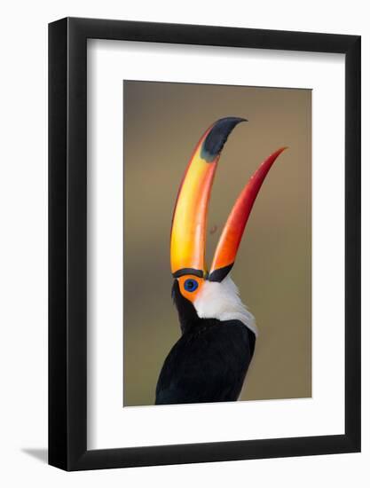 Toco toucan (Ramphastos toco), Pantanal Wetlands, Brazil-null-Framed Photographic Print