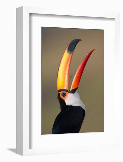 Toco toucan (Ramphastos toco), Pantanal Wetlands, Brazil-null-Framed Photographic Print