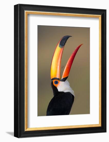 Toco toucan (Ramphastos toco), Pantanal Wetlands, Brazil-null-Framed Photographic Print