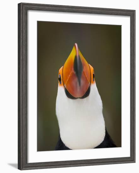 Toco Toucan (Ramphastos Toco) Portrait, Pantanal Brazil-Wim van den Heever-Framed Photographic Print