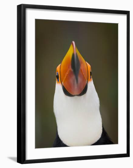 Toco Toucan (Ramphastos Toco) Portrait, Pantanal Brazil-Wim van den Heever-Framed Photographic Print