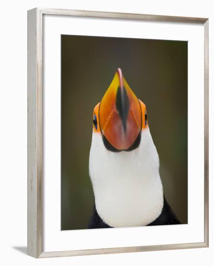 Toco Toucan (Ramphastos Toco) Portrait, Pantanal Brazil-Wim van den Heever-Framed Photographic Print