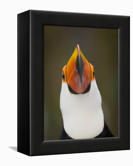 Toco Toucan (Ramphastos Toco) Portrait, Pantanal Brazil-Wim van den Heever-Framed Premier Image Canvas