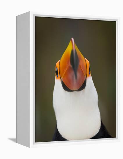 Toco Toucan (Ramphastos Toco) Portrait, Pantanal Brazil-Wim van den Heever-Framed Premier Image Canvas