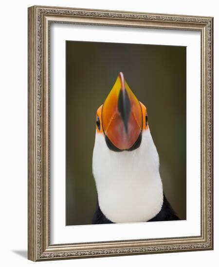 Toco Toucan (Ramphastos Toco) Portrait, Pantanal Brazil-Wim van den Heever-Framed Photographic Print