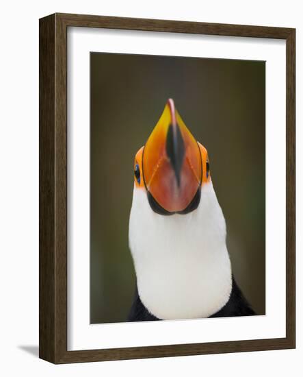 Toco Toucan (Ramphastos Toco) Portrait, Pantanal Brazil-Wim van den Heever-Framed Photographic Print