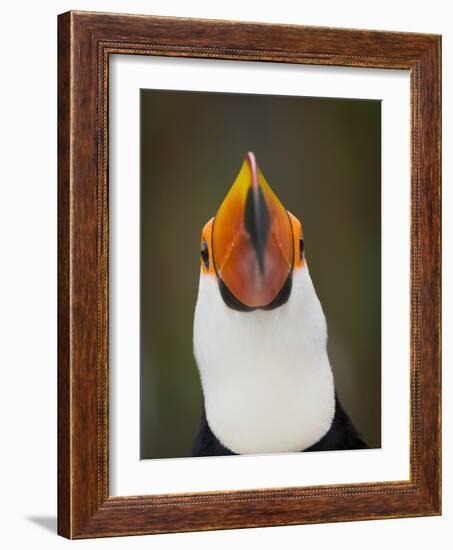 Toco Toucan (Ramphastos Toco) Portrait, Pantanal Brazil-Wim van den Heever-Framed Photographic Print