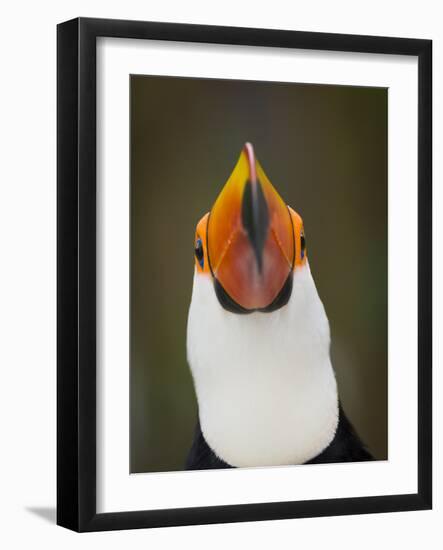 Toco Toucan (Ramphastos Toco) Portrait, Pantanal Brazil-Wim van den Heever-Framed Photographic Print