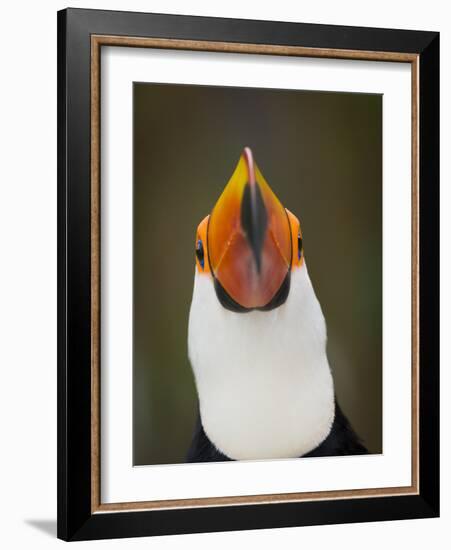 Toco Toucan (Ramphastos Toco) Portrait, Pantanal Brazil-Wim van den Heever-Framed Photographic Print