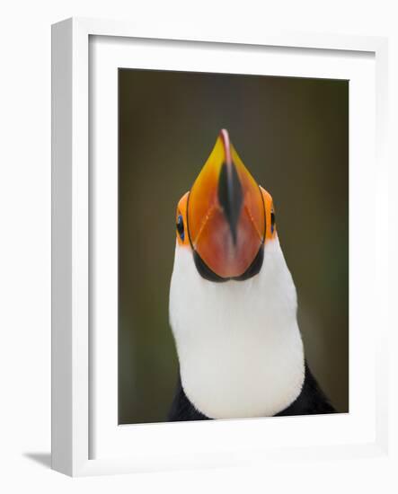 Toco Toucan (Ramphastos Toco) Portrait, Pantanal Brazil-Wim van den Heever-Framed Photographic Print