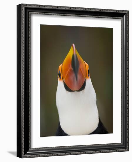 Toco Toucan (Ramphastos Toco) Portrait, Pantanal Brazil-Wim van den Heever-Framed Photographic Print