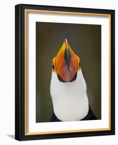 Toco Toucan (Ramphastos Toco) Portrait, Pantanal Brazil-Wim van den Heever-Framed Photographic Print