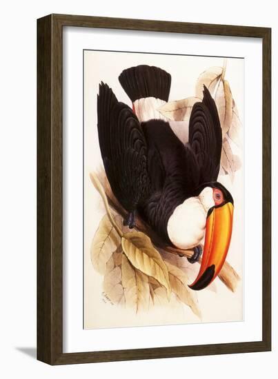 Toco Toucan, Ramphastos Toco-Edward Lear-Framed Giclee Print