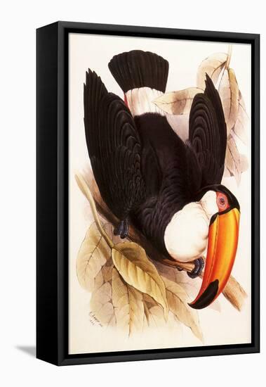 Toco Toucan, Ramphastos Toco-Edward Lear-Framed Premier Image Canvas