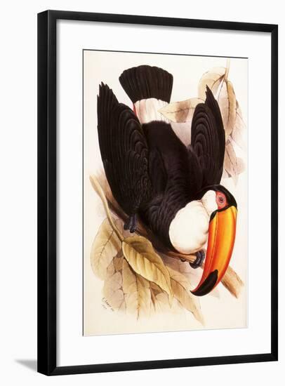 Toco Toucan, Ramphastos Toco-Edward Lear-Framed Giclee Print