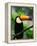 Toco Toucan-Kevin Schafer-Framed Premier Image Canvas