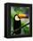 Toco Toucan-Kevin Schafer-Framed Premier Image Canvas