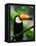 Toco Toucan-Kevin Schafer-Framed Premier Image Canvas