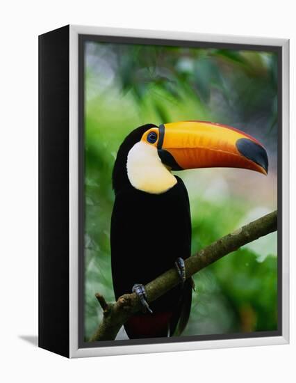 Toco Toucan-Kevin Schafer-Framed Premier Image Canvas