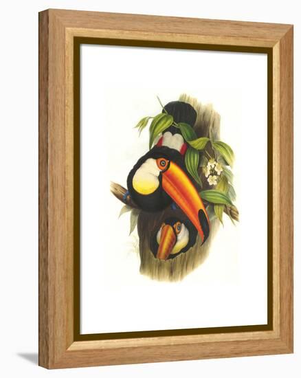 Toco Toucan-John Gould-Framed Stretched Canvas