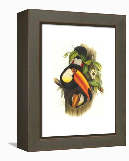 Toco Toucan-John Gould-Framed Stretched Canvas