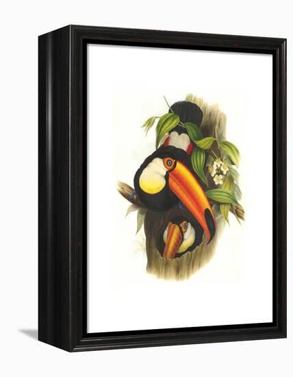 Toco Toucan-John Gould-Framed Stretched Canvas