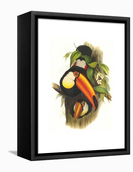 Toco Toucan-John Gould-Framed Stretched Canvas