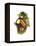 Toco Toucan-John Gould-Framed Stretched Canvas