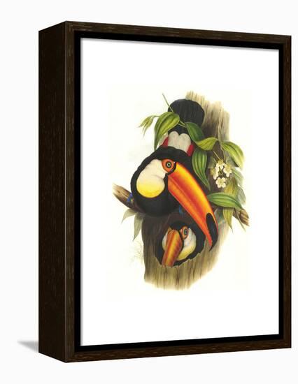 Toco Toucan-John Gould-Framed Stretched Canvas