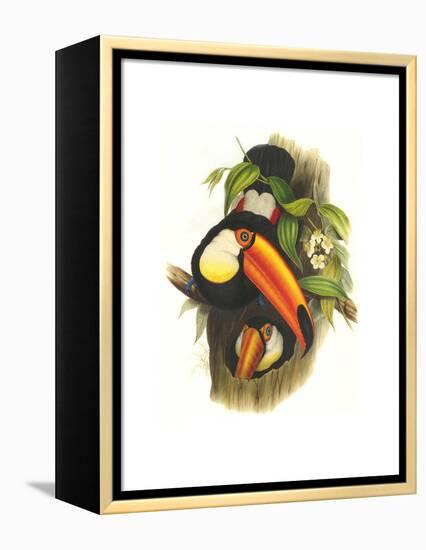 Toco Toucan-John Gould-Framed Stretched Canvas