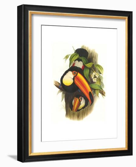 Toco Toucan-John Gould-Framed Premium Giclee Print