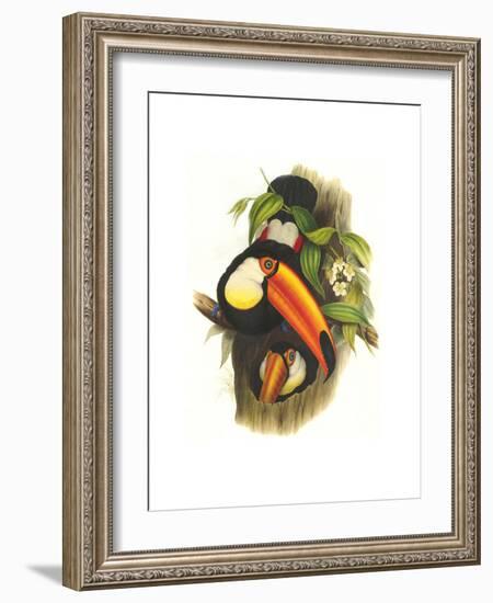 Toco Toucan-John Gould-Framed Art Print