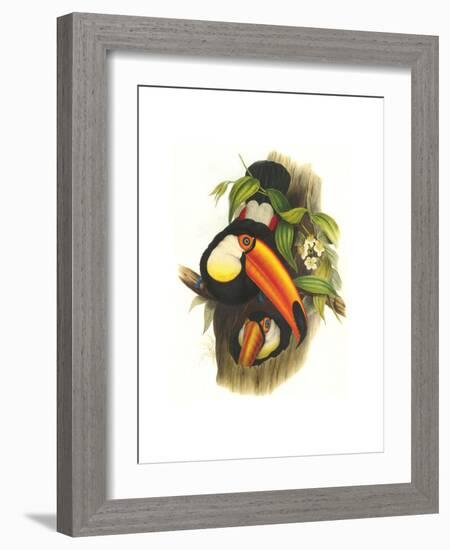 Toco Toucan-John Gould-Framed Art Print