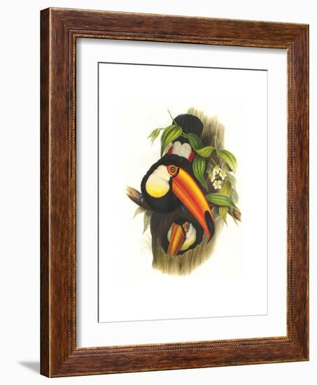 Toco Toucan-John Gould-Framed Art Print