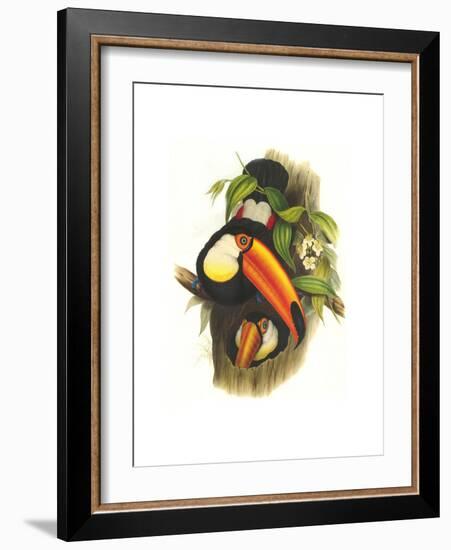 Toco Toucan-John Gould-Framed Art Print