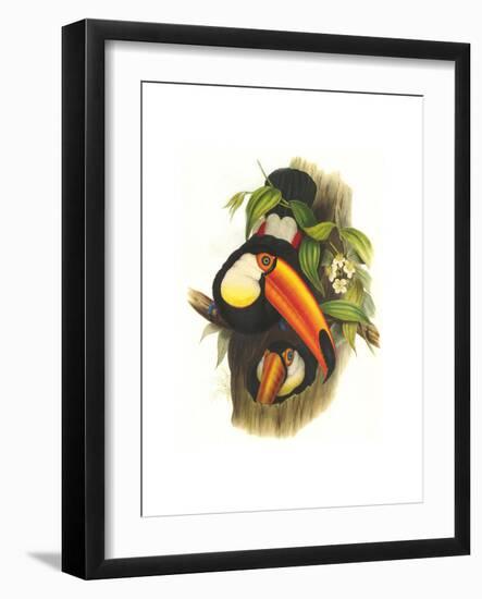 Toco Toucan-John Gould-Framed Art Print