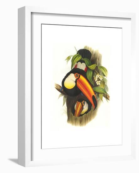 Toco Toucan-John Gould-Framed Art Print