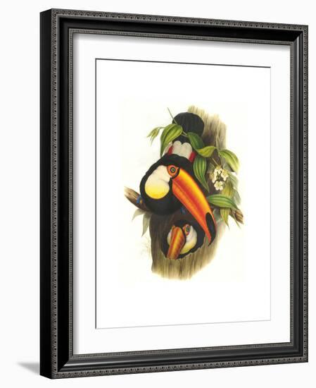 Toco Toucan-John Gould-Framed Art Print