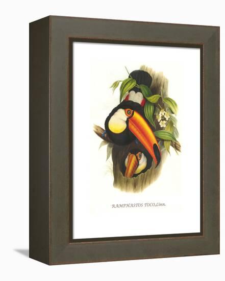 Toco Toucan-John Gould-Framed Stretched Canvas